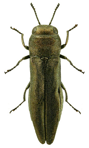 Agrilus antiquus